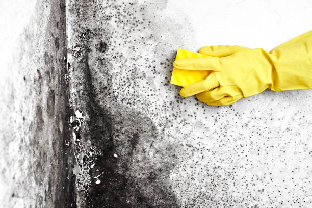Best Black Mold Removal  in Conneaut, OH