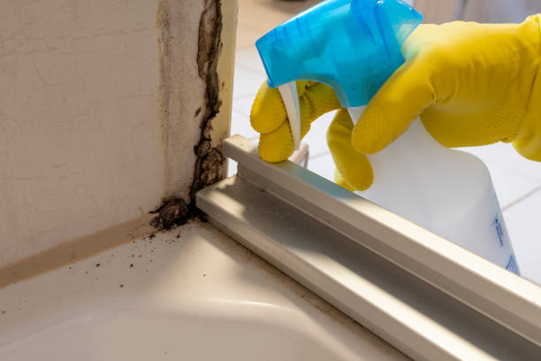 Best Mold Cleaning Services  in Conneaut, OH