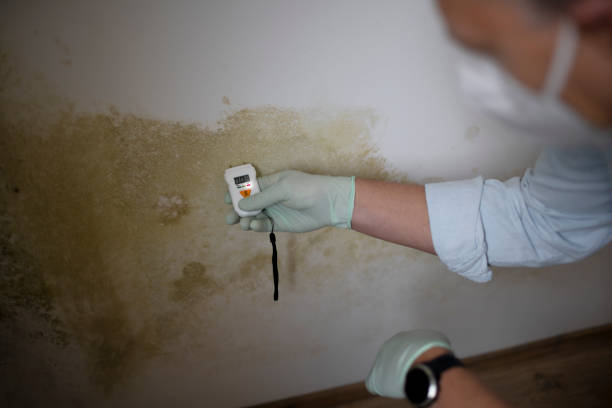 Trusted Conneaut, OH Mold Removal Experts