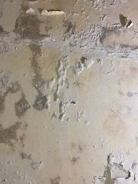 Best Mold Testing  in Conneaut, OH
