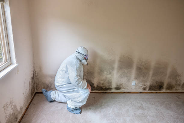 Best Mold Removal Process  in Conneaut, OH