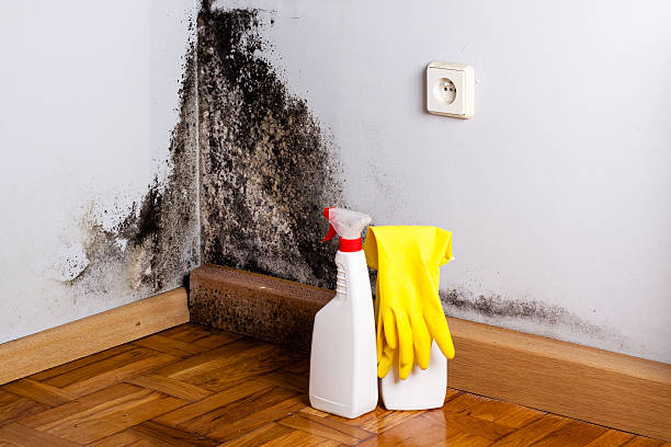Best Mold Damage Repair  in Conneaut, OH