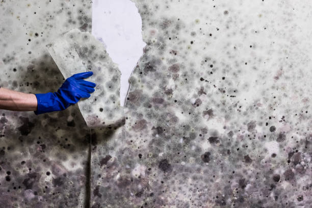 Best Home Mold Removal  in Conneaut, OH
